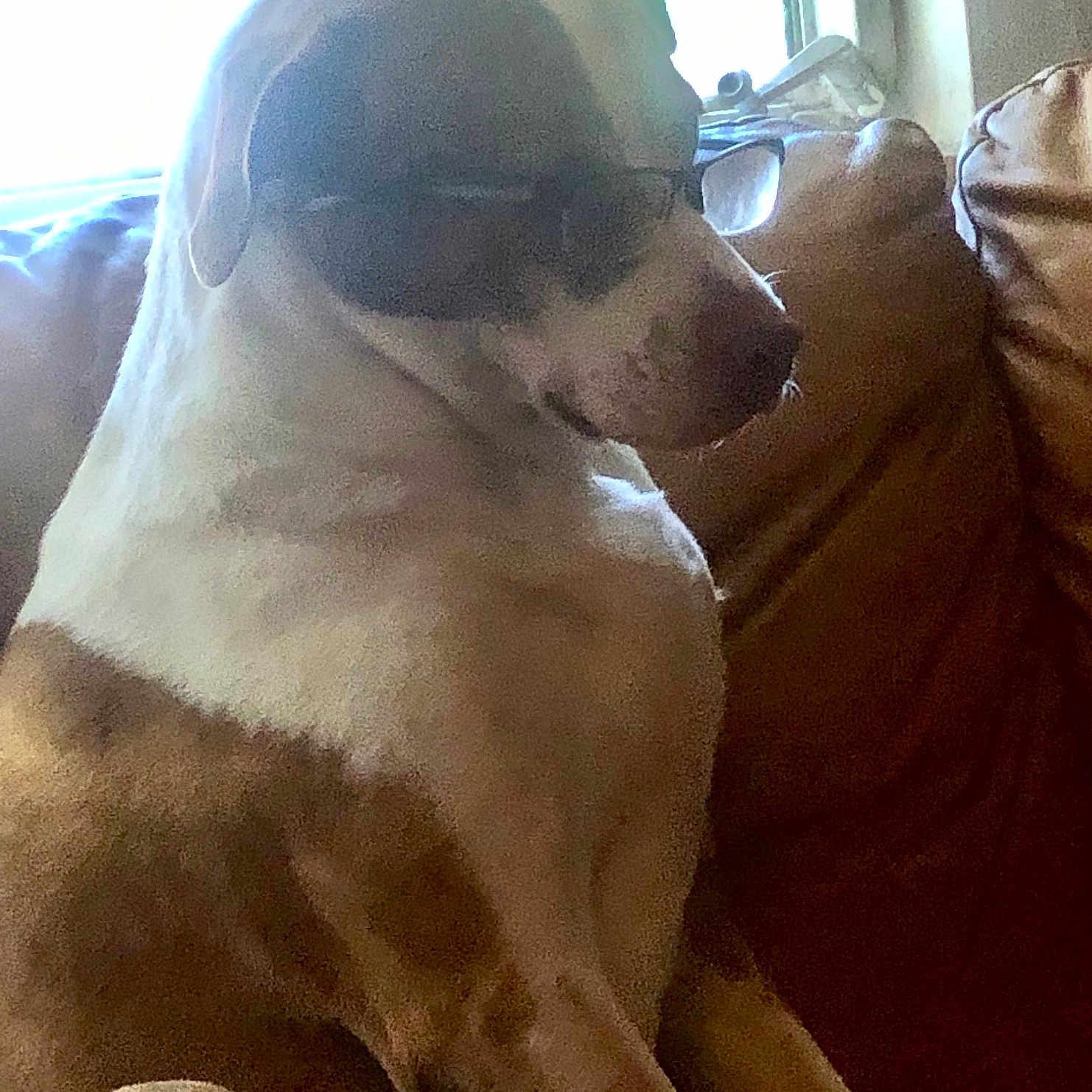 Buddy joined the competition — help win amazing prizes! dog, brown_couch, window, glasses, indoors, pet, canine, white_and_brown_fur, sitting, furniture, home, cozy, bright_light, side_profile, domestic_animal, relaxed, resting, animal, companion, casual