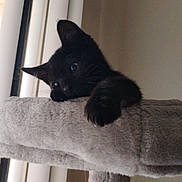 Kobe is registered to the contest to win money with this photo: animal, black_cat, cat_tree, claws, cozy, curious, cute, ears, feline, home, indoor, kitten, looking, paw, pet, resting, soft_texture, whiskers, window_blinds, young_cat