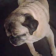 Heather is registered to the contest to win money with this photo: animal, black_nose, canine, close_up, companion, cute, dog, domestic_animal, furry, indoor, lying_down, mammal, pet, pug, relaxed, resting, short_fur, sleepy, tongue_out, wrinkled_skin