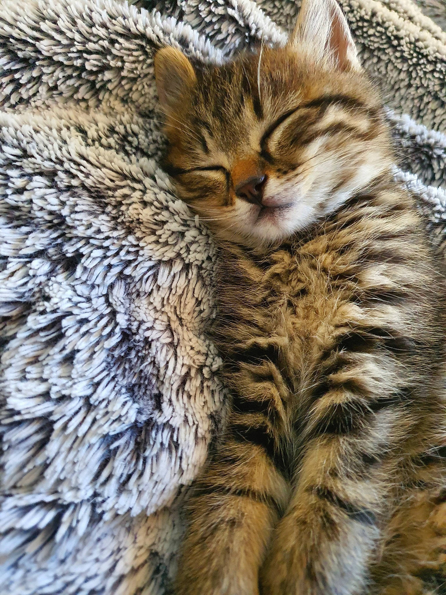 Rubi participe au concours pour gagner de l'argent avec cette photo : american_shorthair, asian, california_spangled, carnivore, cat, domestic_short_haired_cat, dragon_li, european_shorthair, eye, felidae, fur, mammal, nose, pixie_bob, small_to_medium_sized_cats, snout, tabby_cat, toyger, whiskers, wild_cat