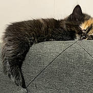 Sage is registered to the contest to win money with this photo: animal, calm, cat, couch, cozy, cute, domestic_animal, feline, fur, furniture, gray, indoor, kitten, pet, relaxing, resting, sleeping, small, soft, young