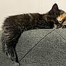 animal, calm, cat, couch, cozy, cute, domestic_animal, feline, fur, furniture, gray, indoor, kitten, pet, relaxing, resting, sleeping, small, soft, young