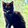 Sage is registered to the contest to win money with this photo: animal, backlit, cat, cute, domestic_animal, ears, feline, fluffy, fur, greenery, mammal, nature, outdoor, pet, portrait, sitting, sunlight, whiskers, window, young