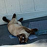 animal, back, blue_eyes, cat, concrete, curious, dark_paws, fur, lying_down, outdoor, pet, relaxed, shadow, siamese_cat, small_paper, sunlight, tail, texture, wall, whiskers