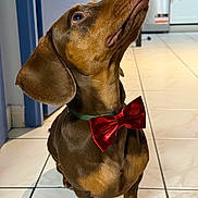 Poppy participe au concours pour gagner de l'argent avec cette photo : animal, bow_tie, brown, canine, collar, companion, cute, dachshund, dog, domestic, ears, floor, household, indoor, looking_up, paw, pet, portrait, small_dog, tile