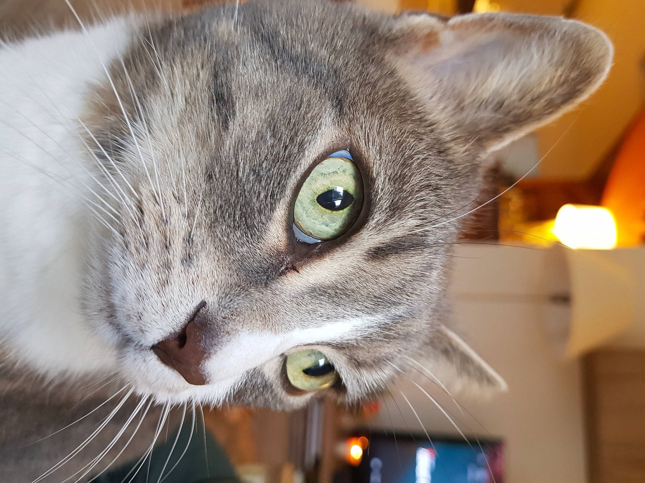 Merlin a rejoint le concours — aidez-le/la à gagner de superbes lots ! carnivore, cat, collar, curious, domestic_short_haired_cat, ear, felidae, fur, small_to_medium_sized_cats, snout, whiskers, wildlife