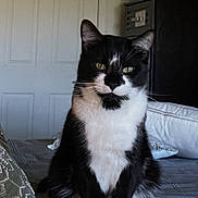 Mylov joined the competition — help win amazing prizes! cat, black_and_white, indoor, sitting, book, pillow, blanket, home, pet, fur, whiskers, ears, eyes, face, animal, cozy, resting, feline, domestic, curious