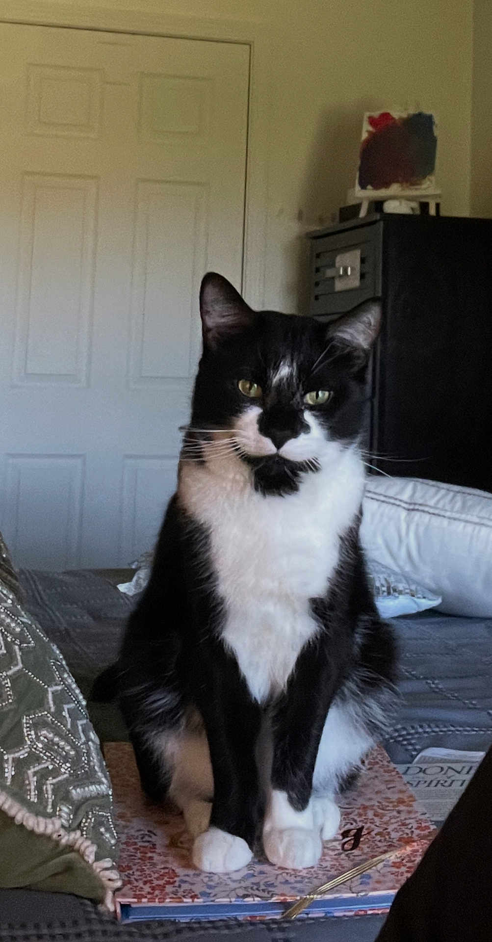 Mylov joined the competition — help win amazing prizes! cat, black_and_white, indoor, sitting, book, pillow, blanket, home, pet, fur, whiskers, ears, eyes, face, animal, cozy, resting, feline, domestic, curious