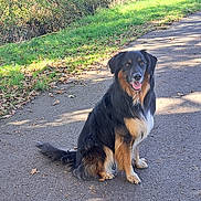 Lily participe au concours pour gagner de l'argent avec cette photo : dog, canine, outdoor, path, grass, leaves, sunlight, nature, animal, pet, sitting, happy, black, brown, fur, ears, tail, tongue, daytime, walk