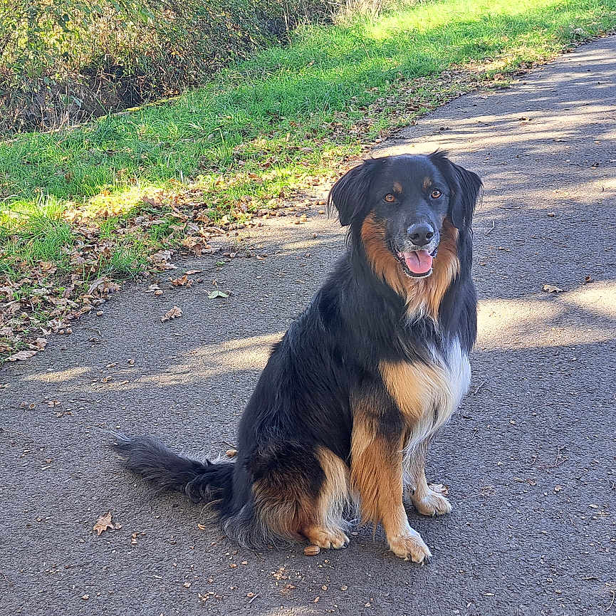 Lily participe au concours pour gagner de l'argent avec cette photo : dog, canine, outdoor, path, grass, leaves, sunlight, nature, animal, pet, sitting, happy, black, brown, fur, ears, tail, tongue, daytime, walk