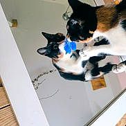 Lou participe au concours pour gagner de l'argent avec cette photo : animal, calico_cat, cat, closeup, curious, domestic, ears, feline, household, indoor, looking, mirror, nose, paw, pet, playful, reflection, toy, whiskers, wooden_floor