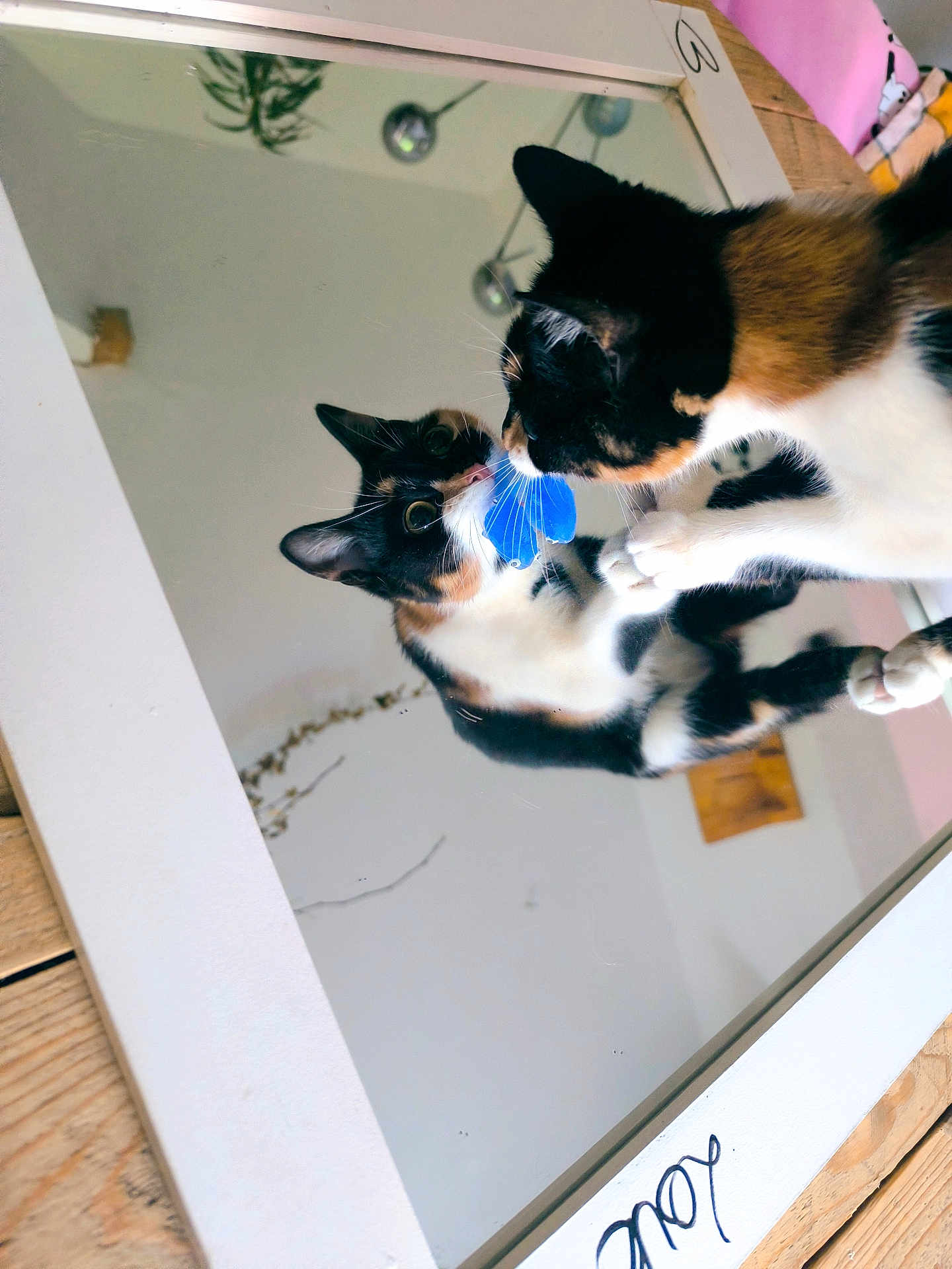 Lou participe au concours pour gagner de l'argent avec cette photo : animal, calico_cat, cat, closeup, curious, domestic, ears, feline, household, indoor, looking, mirror, nose, paw, pet, playful, reflection, toy, whiskers, wooden_floor