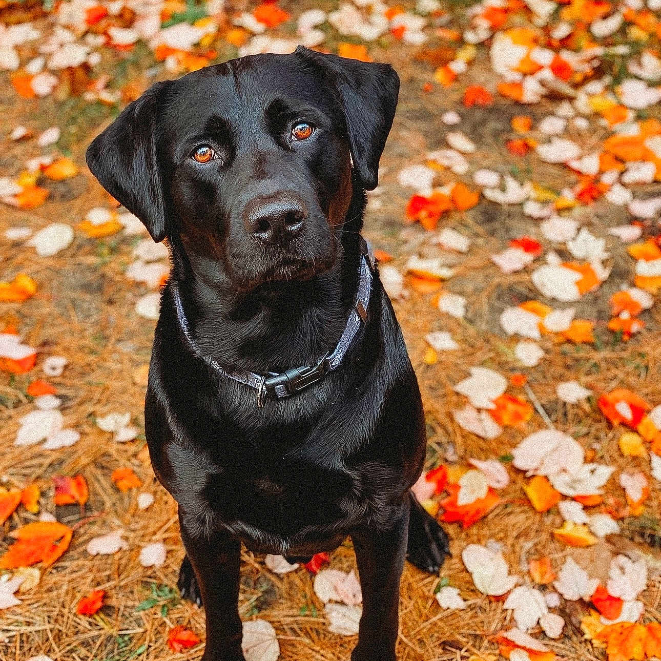 Ruger
