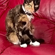 Patch joined the competition — help win amazing prizes! animal, bell, cat, collar, cute, domestic, ears, eyes, feline, fur, household, indoor, leather, paw, pet, red_couch, relaxed, sitting, tortoiseshell_cat, whiskers