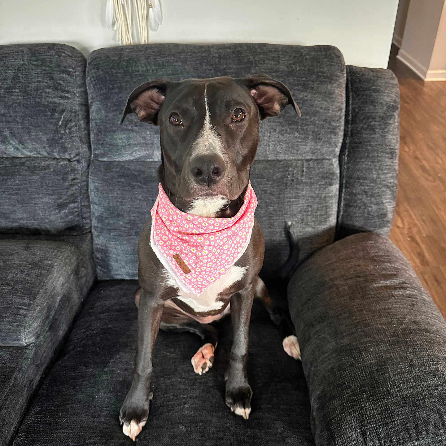 Blossom joined the competition — help win amazing prizes! accessories, animal, architecture, armchair, building, canine, chair, couch, cushion, dog, furniture, homedecor, hound, indoors, interiordesign, livingroom, person, pet, puppy, room