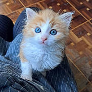Garfild participe au concours pour gagner de l'argent avec cette photo : kitten, cat, blue_eyes, fluffy, orange_and_white, pet, animal, indoor, floor, pinstriped_clothing, curious, close_up, looking_up, whiskers, soft_fur, young_cat, domestic_cat, cute, small, feline