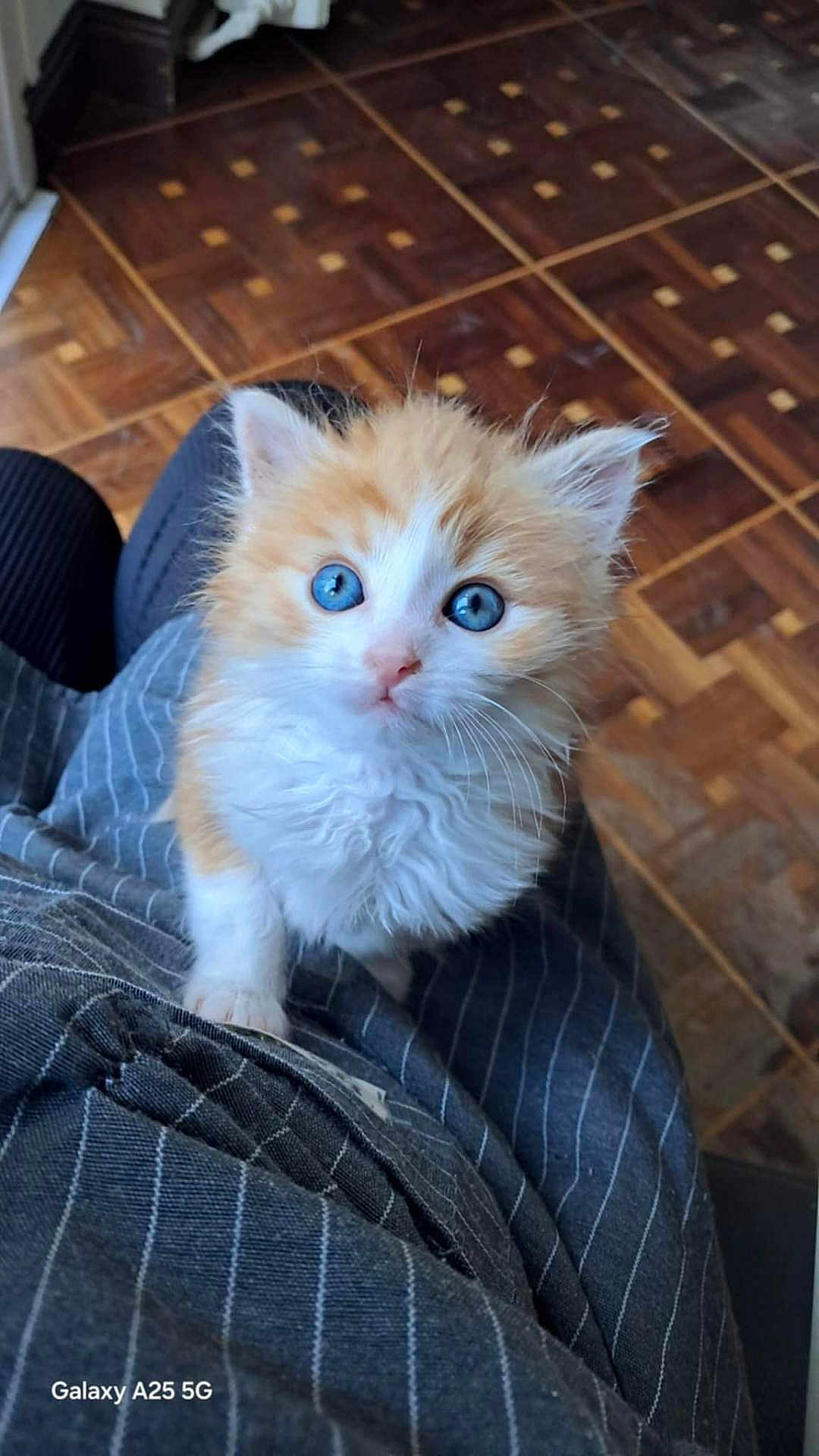 Garfild participe au concours pour gagner de l'argent avec cette photo : kitten, cat, blue_eyes, fluffy, orange_and_white, pet, animal, indoor, floor, pinstriped_clothing, curious, close_up, looking_up, whiskers, soft_fur, young_cat, domestic_cat, cute, small, feline
