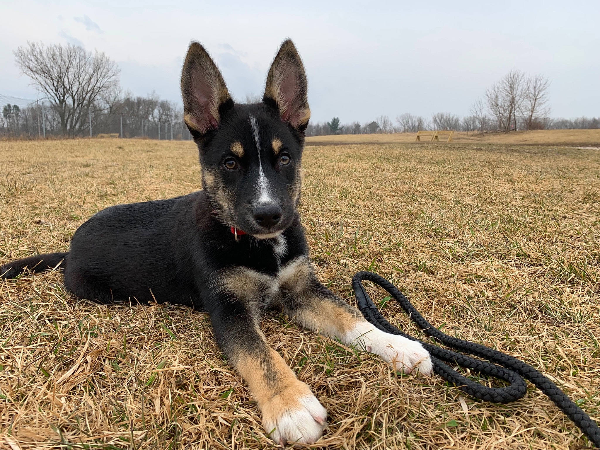 Waylen is registered to the contest to win money with this photo: canidae, carnivore, dog, dog_breed, east_european_shepherd, king_shepherd, mammal, rare_breed_dog, vertebrate, working_dog