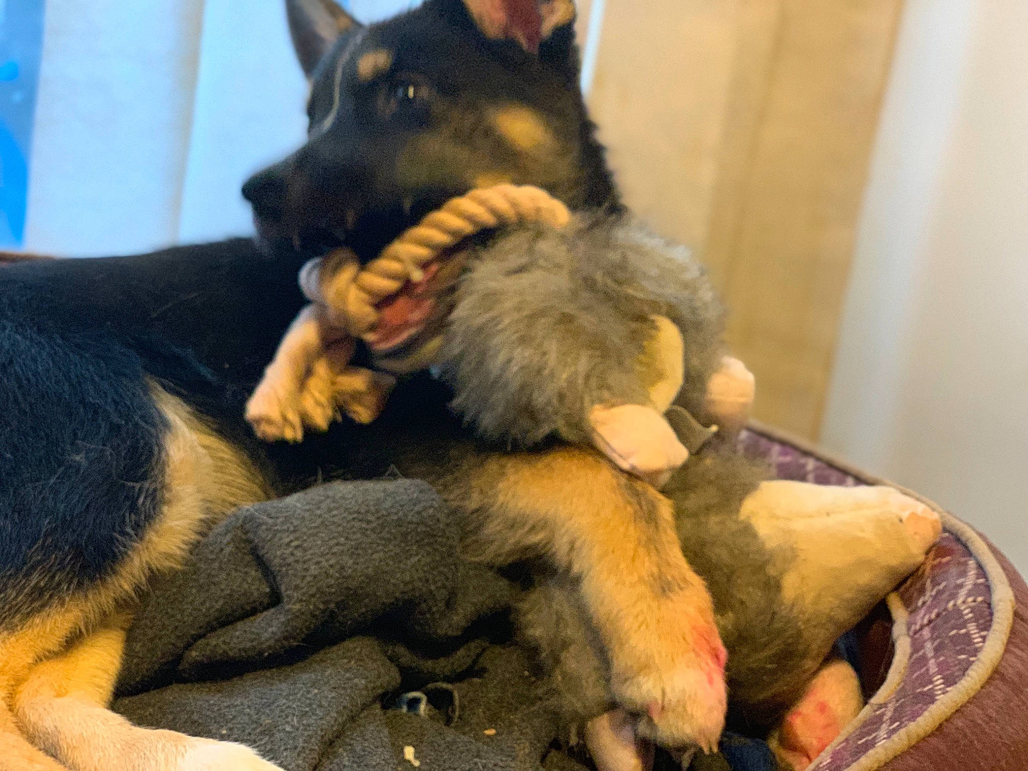 Waylen joined the competition — help win amazing prizes! belgian_shepherd_malinois, black_and_tan_terrier, bohemian_shepherd, canidae, carnivore, dog, dog_breed, east_european_shepherd, german_shepherd_dog, king_shepherd, kunming_wolfdog, mammal, old_german_shepherd_dog, paw, police_dog, snout, vertebrate