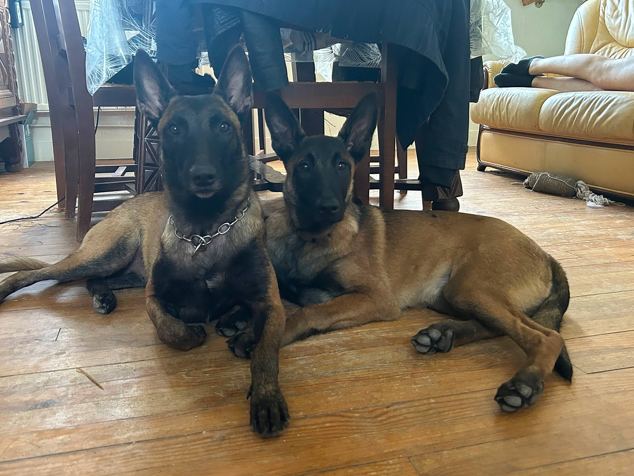 Usco participe au concours pour gagner de l'argent avec cette photo : canidae, carnivore, chair, comfort, companion_dog, couch, dog, dog_breed, dog_collar, fawn, flooring, hardwood, liver, molosser, sculpture, snout, sporting_group, toy_dog, wood, working_animal