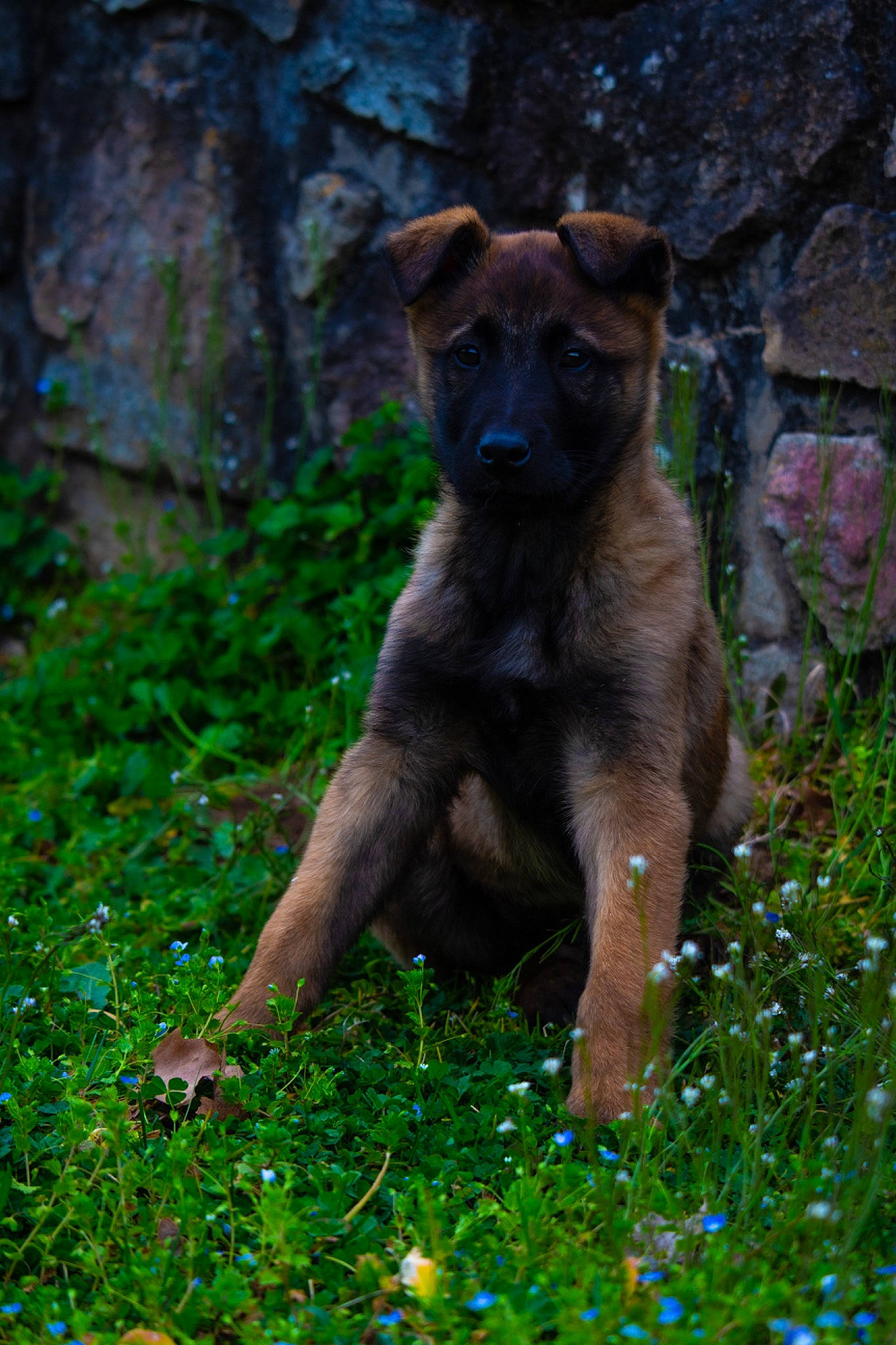 Usco participe au concours pour gagner de l'argent avec cette photo : big_cats, canidae, carnivore, companion_dog, dog, dog_breed, fawn, felidae, fossa, grass, grassland, groundcover, liver, plant, snout, tail, terrestrial_animal, trunk, whiskers, working_animal