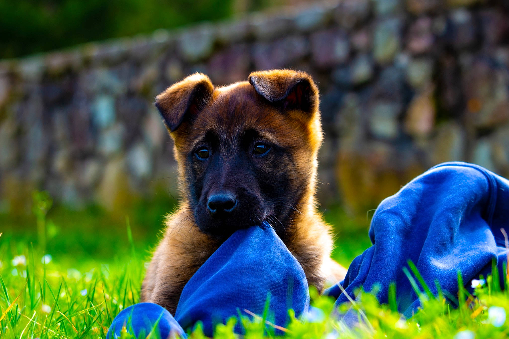Usco participe au concours pour gagner de l'argent avec cette photo : canidae, carnivore, companion_dog, dog, dog_breed, dog_sports, electric_blue, fawn, german_shepherd_dog, grass, groundcover, guard_dog, old_german_shepherd_dog, plant, puppy, snout, sporting_group, terrestrial_animal, whiskers, working_dog