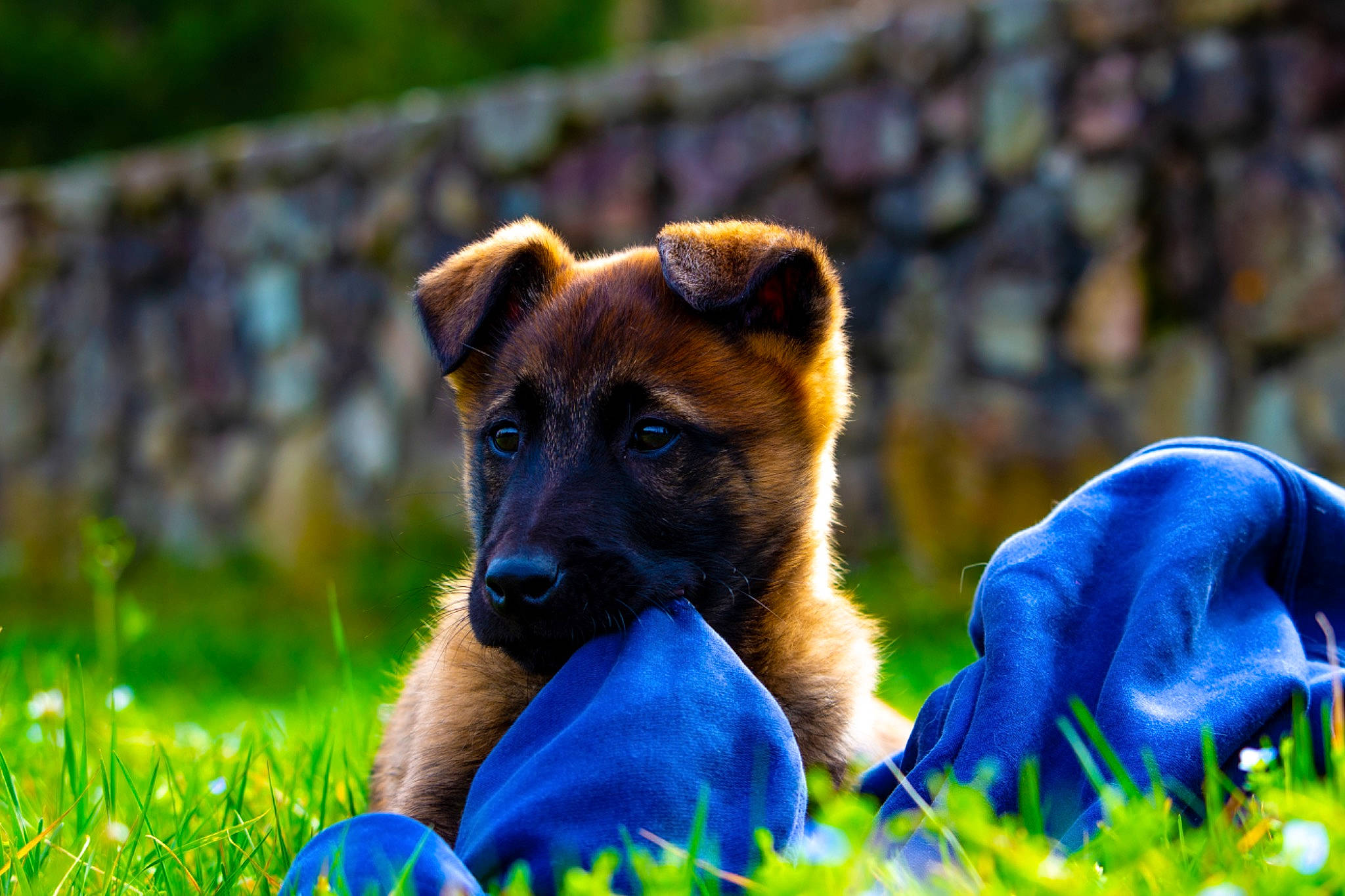 Usco participe au concours pour gagner de l'argent avec cette photo : canidae, carnivore, companion_dog, dog, dog_breed, dog_sports, electric_blue, eye, fawn, grass, guard_dog, happy, plant, puppy, snout, sporting_group, terrestrial_animal, whiskers, wildlife, working_dog
