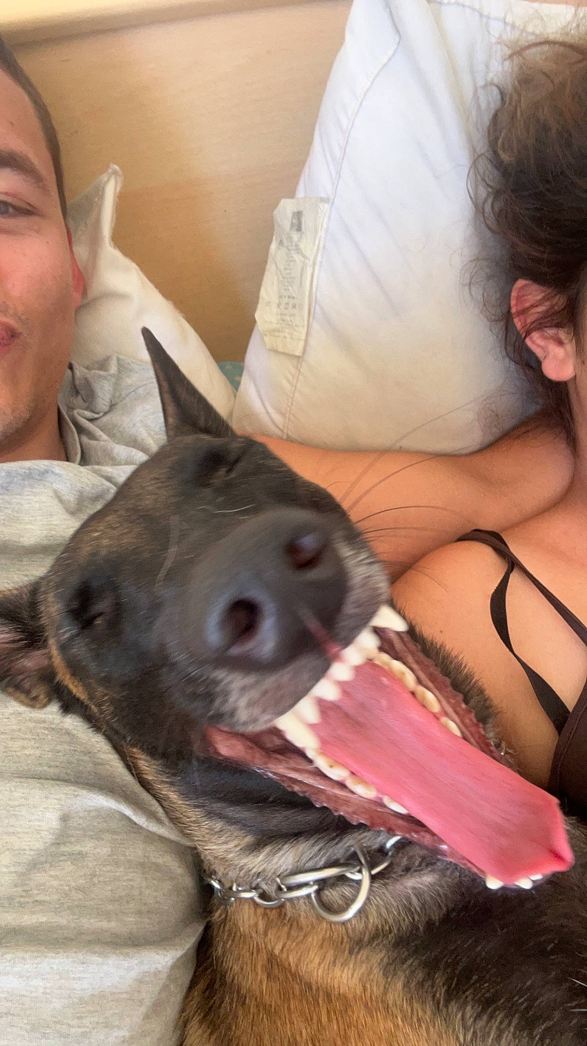 Toscane a rejoint le concours — aidez-le/la à gagner de superbes lots ! brassiere, carnivore, comfort, companion_dog, dog, dog_breed, ear, elbow, fawn, fur, gesture, jaw, mammal, mouth, skin, smile, snout, vertebrate, whiskers, working_animal