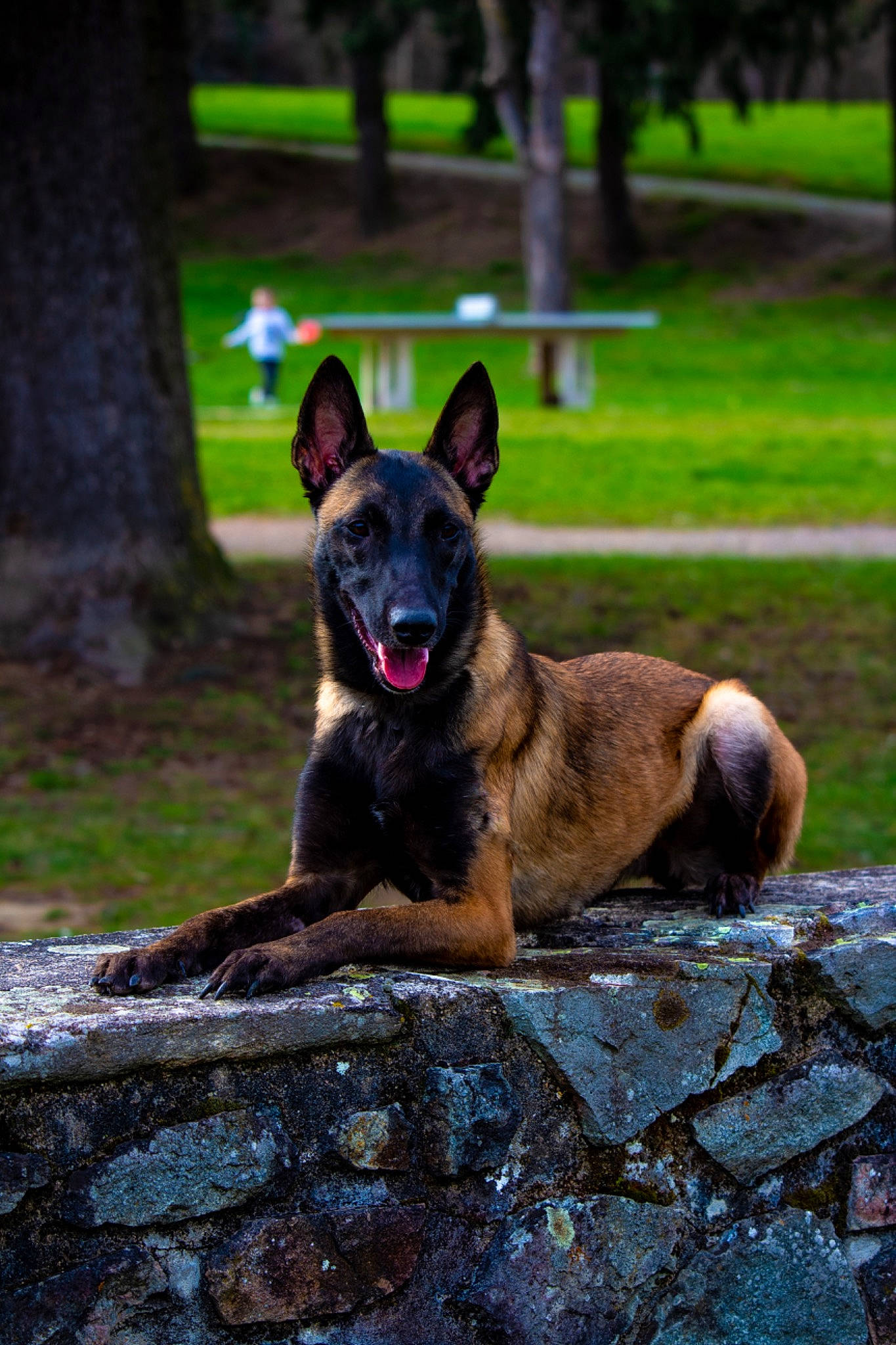 Toscane participe au concours pour gagner de l'argent avec cette photo : biting, canidae, carnivore, companion_dog, dog, dog_breed, dog_supply, fawn, grass, non_sporting_group, plant, rock, sitting, snout, sporting_group, tail, terrestrial_animal, tree, working_animal, working_dog