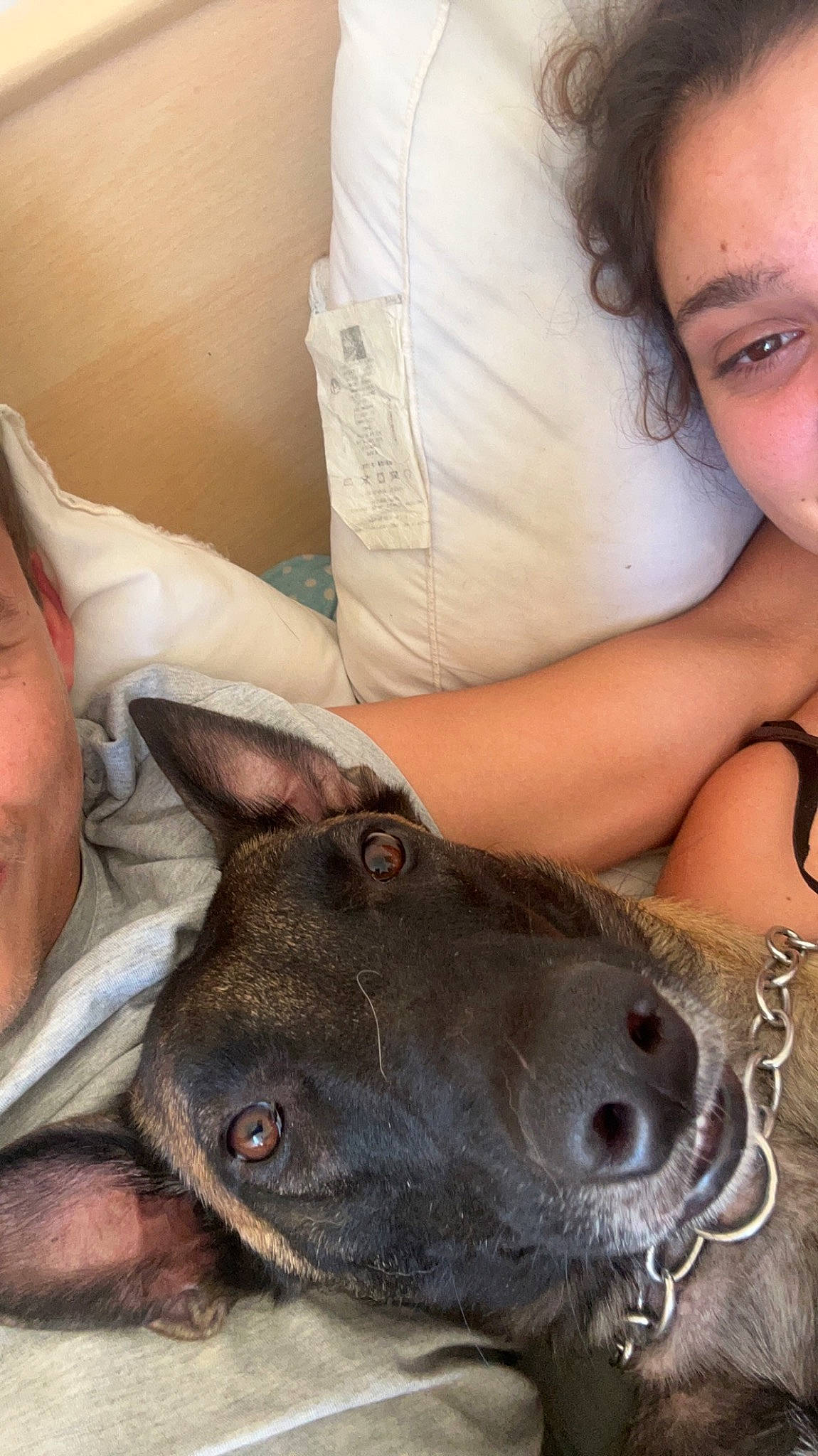 Toscane a rejoint le concours — aidez-le/la à gagner de superbes lots ! canidae, carnivore, comfort, companion_dog, dog, dog_breed, domestic_short_haired_cat, ear, fawn, felidae, fur, jaw, mammal, nose, skin, small_to_medium_sized_cats, snout, sporting_group, whiskers, working_animal