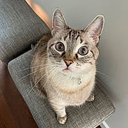 Tiger joined the competition — help win amazing prizes! cat, animal, pet, feline, chair, indoor, wide_eyes, curious, gray, fur, whiskers, portrait, looking_up, domestic_animal, cute, close_up, sitting, soft_lighting, collar, floor