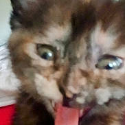 Cleo joined the competition — help win amazing prizes! cat, tongue, close_up, blurry, fur, eyes, indoor, mouth, pet, animal, cute, funny_expression, whiskers, ears, face, feline, playful, tongue_out, domestic_animal, close_range