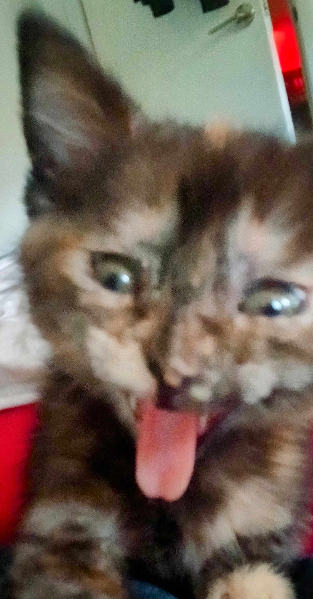 Cleo joined the competition — help win amazing prizes! cat, tongue, close_up, blurry, fur, eyes, indoor, mouth, pet, animal, cute, funny_expression, whiskers, ears, face, feline, playful, tongue_out, domestic_animal, close_range