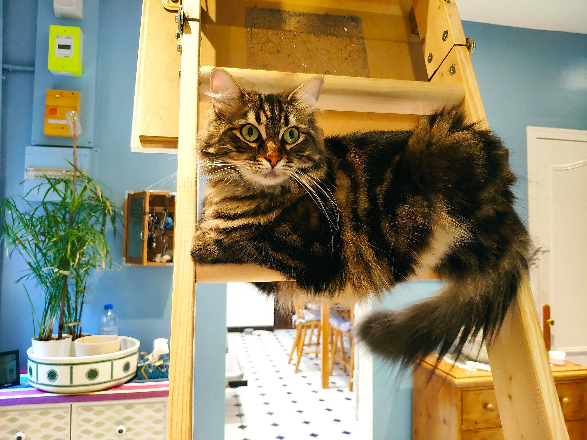 Myrtille a rejoint le concours — aidez-le/la à gagner de superbes lots ! box, cabinetry, carnivore, cat, domestic_short_haired_cat, drawer, felidae, flowerpot, fur, houseplant, plant, refrigerator, room, shelf, shelving, small_to_medium_sized_cats, table, tail, whiskers, window