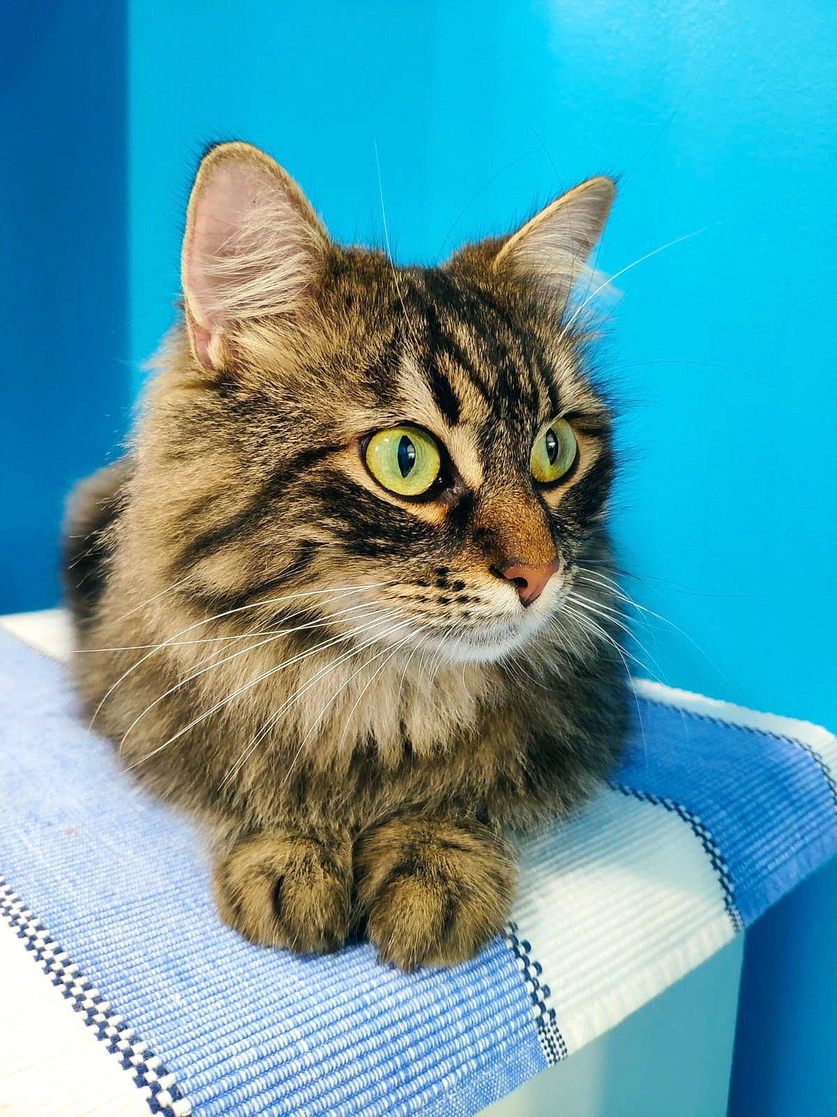 Myrtille a rejoint le concours — aidez-le/la à gagner de superbes lots ! art, box, carnivore, cat, cat_supply, domestic_short_haired_cat, felidae, fur, paw, pet_supply, small_to_medium_sized_cats, snout, terrestrial_animal, whiskers