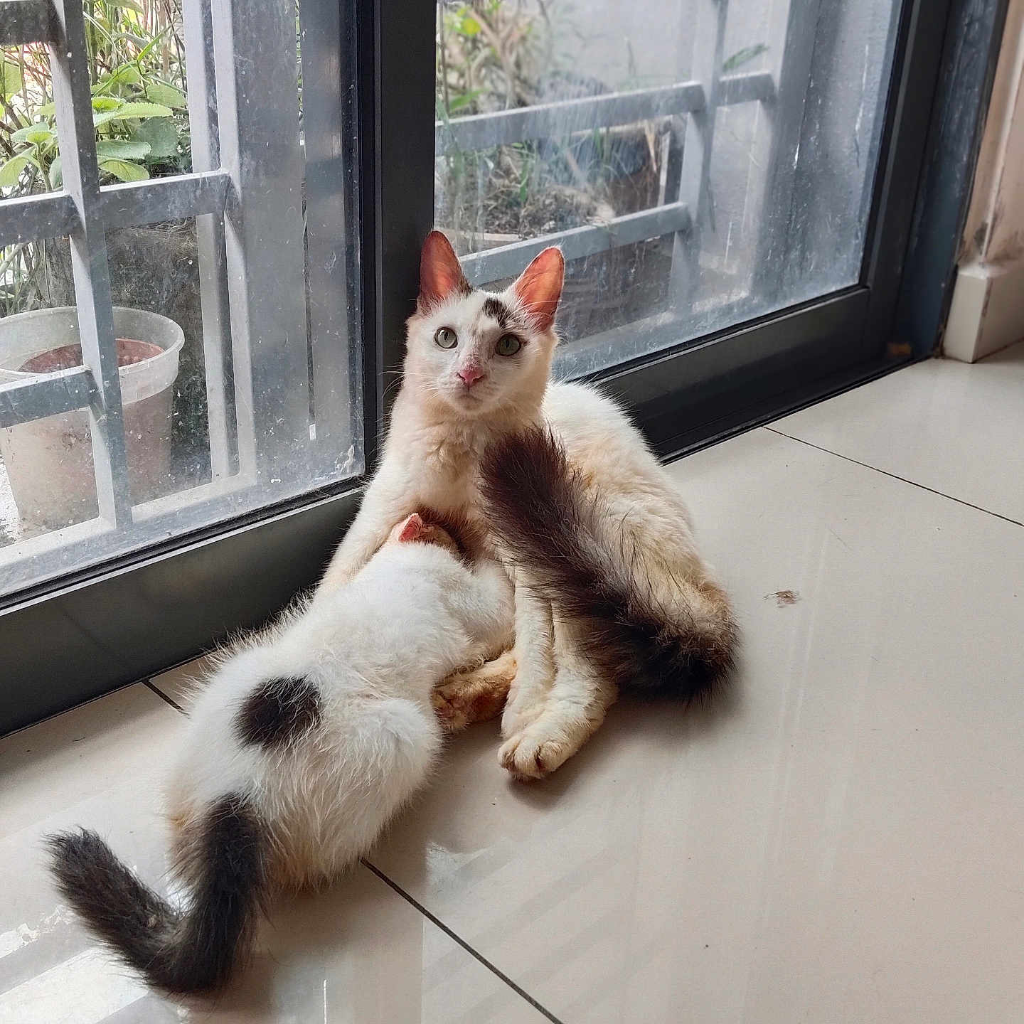 Chinnu And Chello joined the competition — help win amazing prizes! animal, cat, domestic_cat, ears, floor_tile, fur, glass_door, indoor, kitten, light, mother_cat, nose, nursing, pet, plant_pot, reflection, resting, tail, whiskers, window