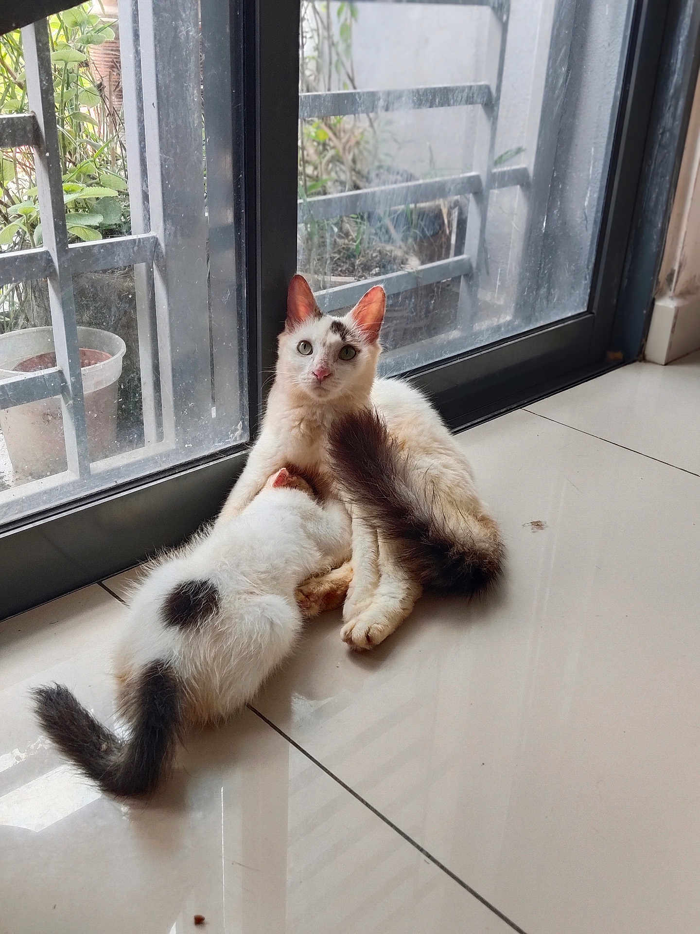 Chinnu And Chello joined the competition — help win amazing prizes! cat, kitten, mother_cat, nursing, indoor, glass_door, window, plant_pot, floor_tile, reflection, tail, fur, whiskers, ears, nose, animal, pet, domestic_cat, resting, light