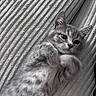 Viana a rejoint le concours — aidez-le/la à gagner de superbes lots ! adorable, animal, cat, close_up, cute, eyes, fabric, fur, gray_tabby, indoor, kitten, lying_down, paws, pet, playful, small, soft_lighting, texture, whiskers, young