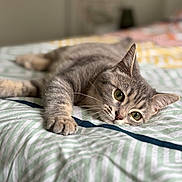 Viana a rejoint le concours — aidez-le/la à gagner de superbes lots ! animal, bed, blanket, cat, closeup, cozy, cute, domestic_cat, fur, green_eyes, indoor, mammal, pet, relaxed, resting, sleepy, soft_focus, striped, tabby_cat, whiskers
