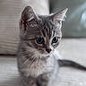 Viana a rejoint le concours — aidez-le/la à gagner de superbes lots ! animal, cat, close_up, curious, cute, domestic_cat, ears, eyes, feline, fur, gray_tabby, indoor, kitten, pet, portrait, sitting, small, soft_texture, whiskers, young