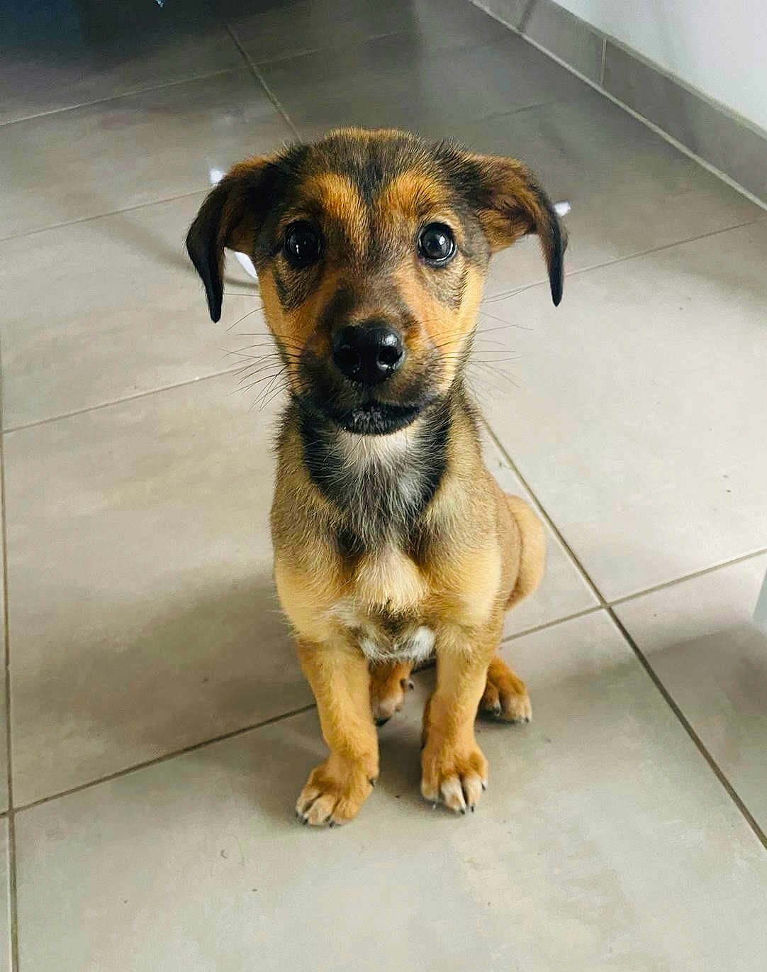 Indra a rejoint le concours — aidez-le/la à gagner de superbes lots ! puppy, dog, pet, animal, cute, sitting, floor, indoor, brown, black, fur, ears, whiskers, nose, eyes, young, portrait, tile, looking, adorable