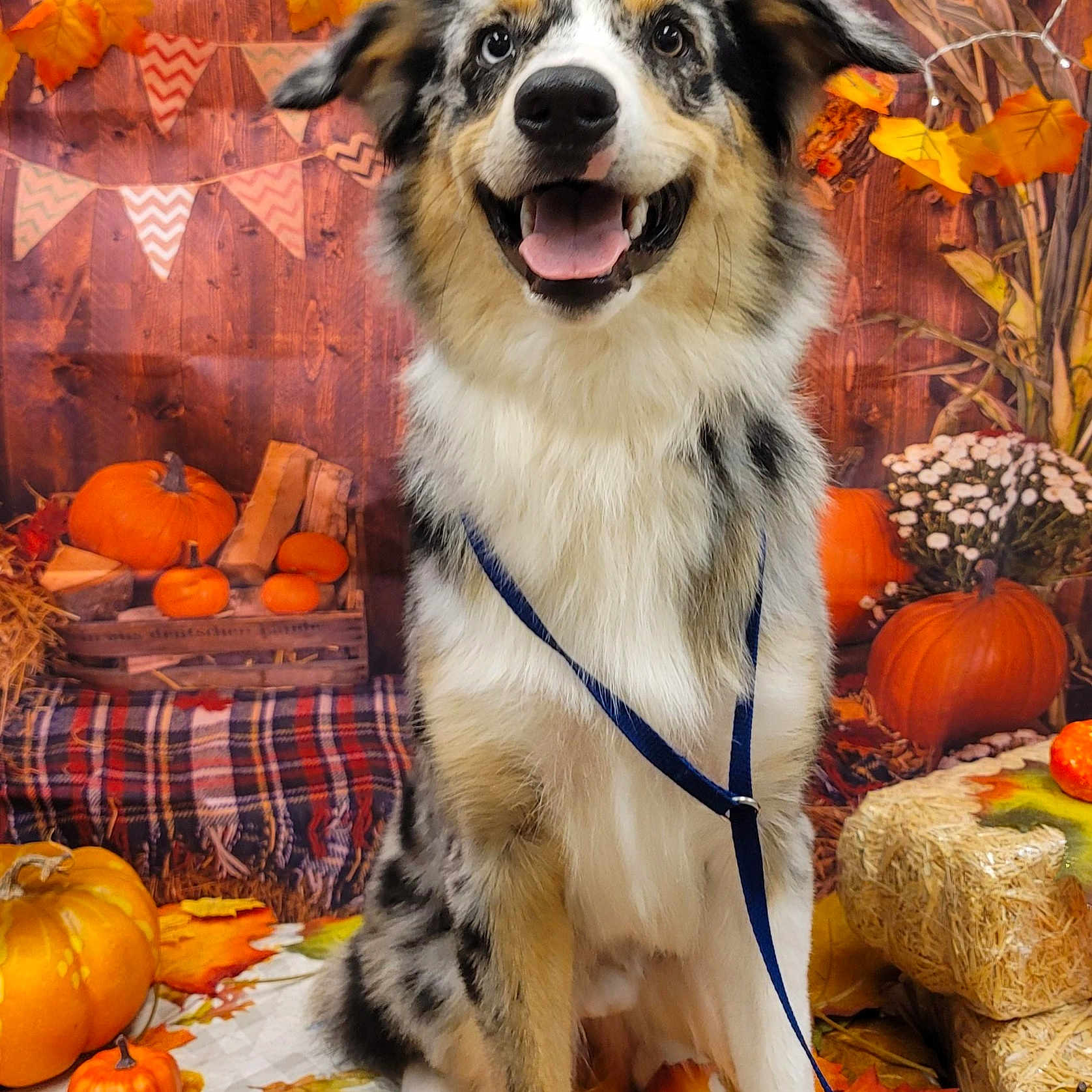 Carter joined the competition — help win amazing prizes! australian_shepherd, autumn, border_collie, canidae, carnivore, dog, dog_breed, herding_dog, mammal, miniature_australian_shepherd, plant, pumpkin, sporting_group, working_dog