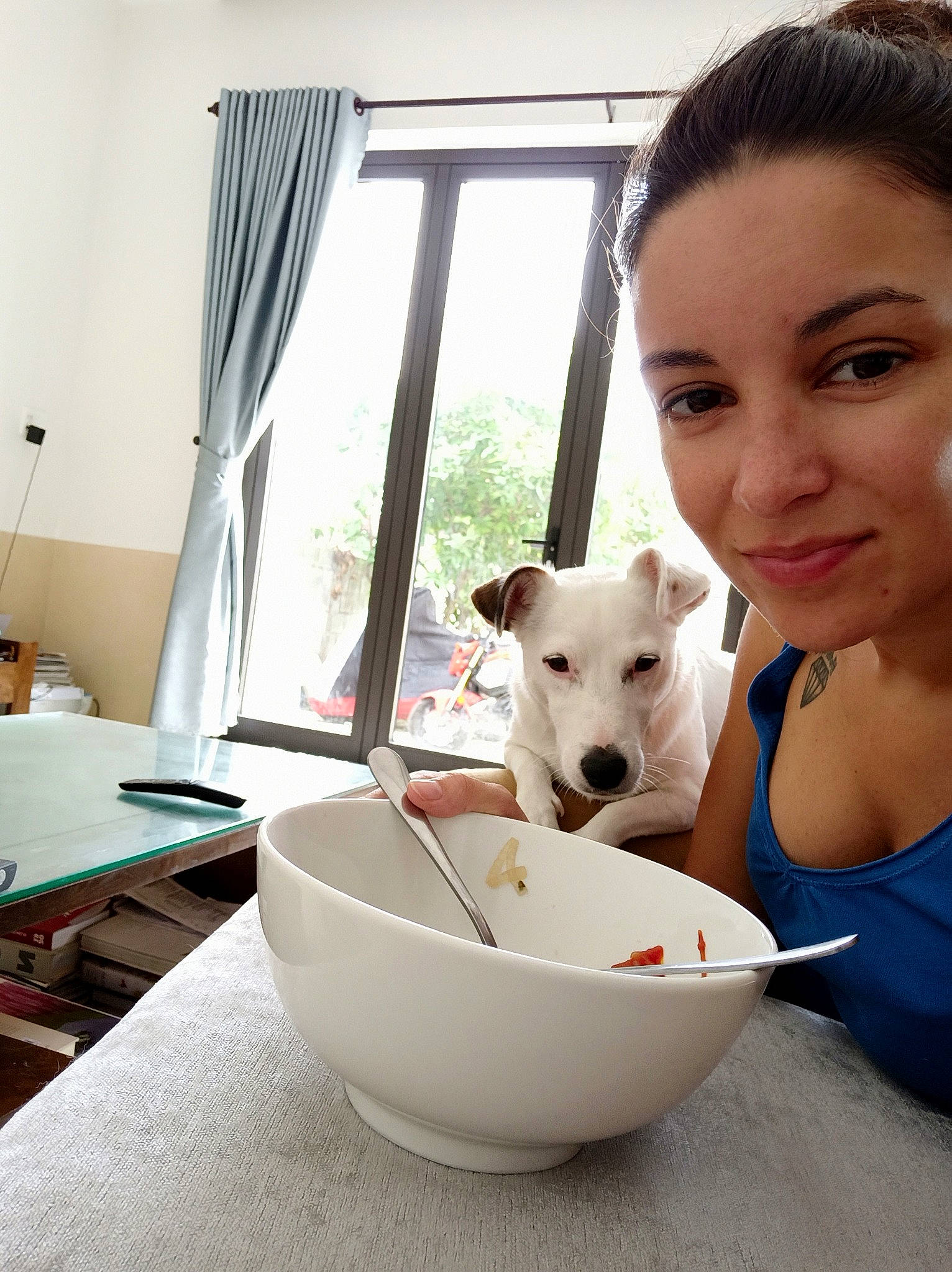 Doggy participe au concours pour gagner de l'argent avec cette photo : bowl, canidae, carnivore, companion_dog, dog, dog_breed, fawn, kishu, korean_jindo_dog, mammal, norwegian_buhund, white_shepherd