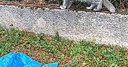 Nala a rejoint le concours — aidez-le/la à gagner de superbes lots ! cat, gray_cat, fence, wire_fence, grass, concrete, outdoor, animal, scruffy, blue_tarp, nature, greenery, pet, curious, standing, side_view, small_animal, wildlife, urban, snapshot