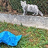 cat, gray_cat, fence, wire_fence, grass, concrete, outdoor, animal, scruffy, blue_tarp, nature, greenery, pet, curious, standing, side_view, small_animal, wildlife, urban, snapshot