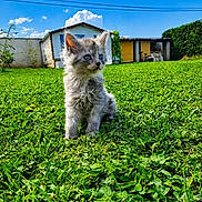 Nala a rejoint le concours — aidez-le/la à gagner de superbes lots ! kitten, cat, grass, outdoor, blue_sky, clouds, house, greenery, pet, animal, fur, young, cute, nature, sunlight, daytime, curious, small, mammal, domestic_animal