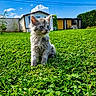 kitten, cat, grass, outdoor, blue_sky, clouds, house, greenery, pet, animal, fur, young, cute, nature, sunlight, daytime, curious, small, mammal, domestic_animal