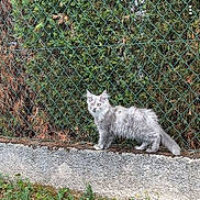 Nala participe au concours pour gagner de l'argent avec cette photo : alert, animal, cat, chain_link_fence, concrete_wall, curious, daylight, feline, fluffy, foliage, grass, gray_cat, greenery, nature, outdoor, pet, plant, small_animal, standing, wildlife