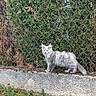 alert, animal, cat, chain_link_fence, concrete_wall, curious, daylight, feline, fluffy, foliage, grass, gray_cat, greenery, nature, outdoor, pet, plant, small_animal, standing, wildlife