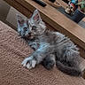 kitten, cat, gray_fur, pet, animal, indoor, blanket, furniture, table, remote_control, plant, potted_plant, skull_decoration, living_room, curious, cute, relaxed, cozy, portrait, home